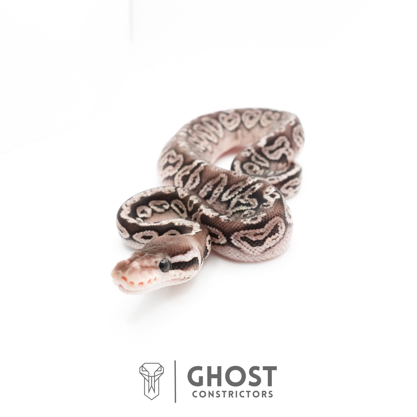 Black Pastel Fire VPI Axanthic 50% Het Desert Ghost Ball Python