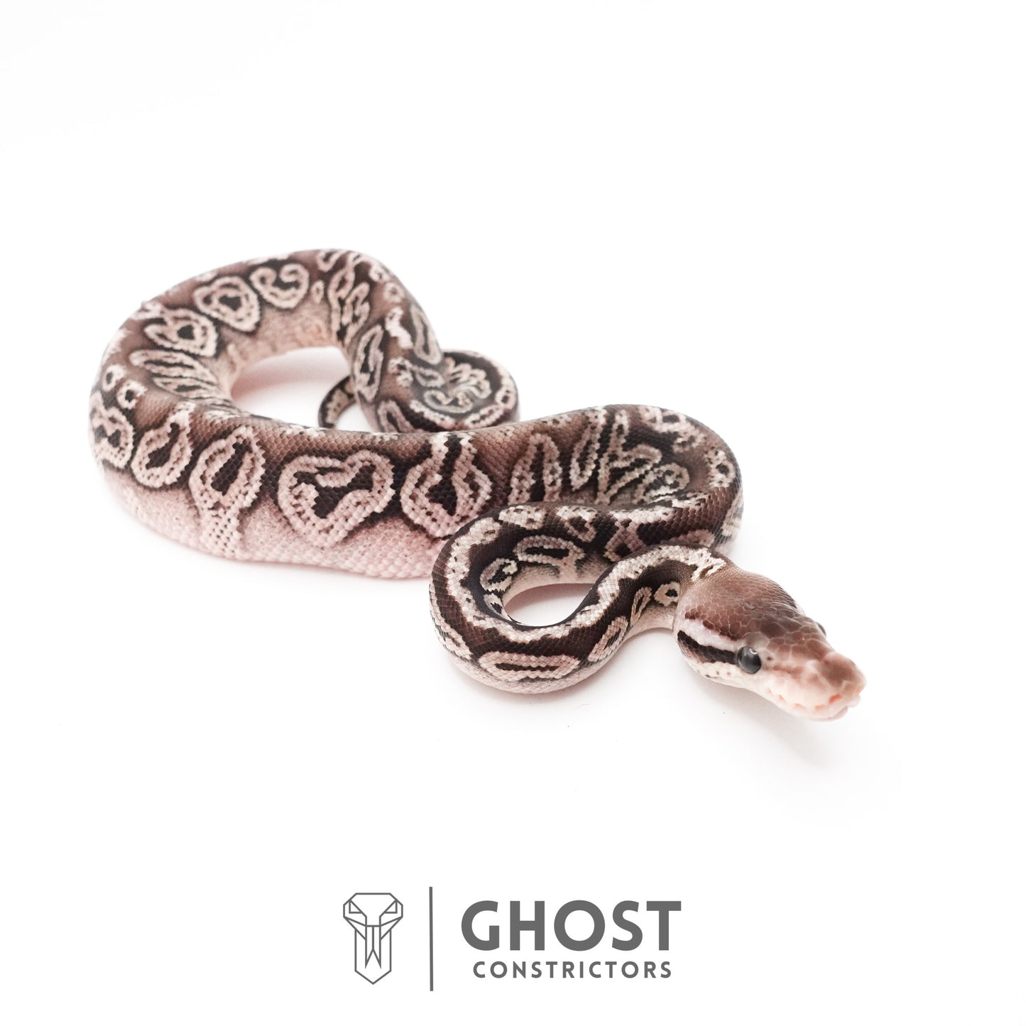 Black Pastel Fire VPI Axanthic 50% Het Desert Ghost Ball Python