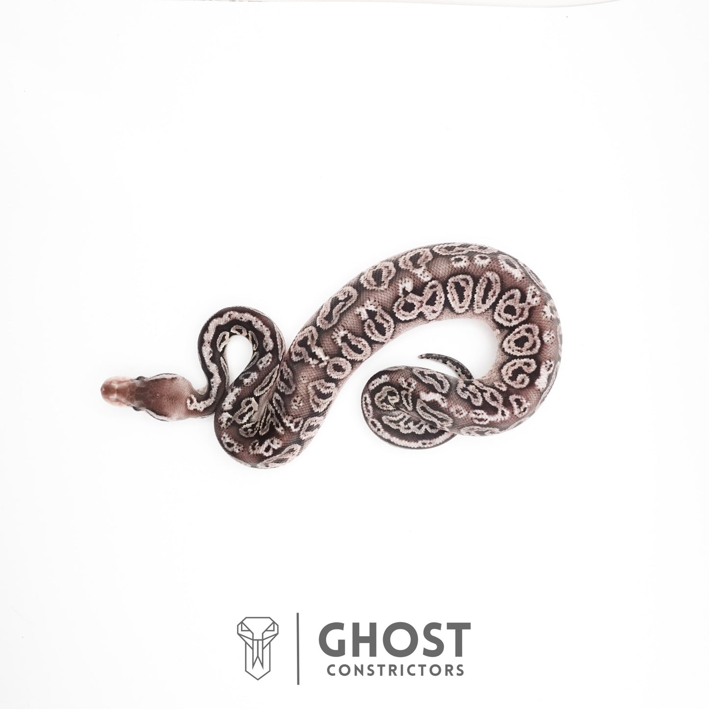 Black Pastel Fire VPI Axanthic 50% Het Desert Ghost Ball Python