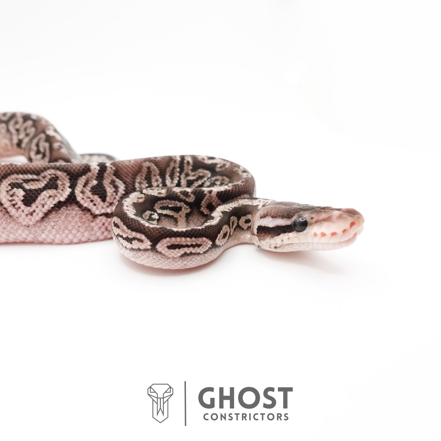 Black Pastel Fire VPI Axanthic 50% Het Desert Ghost Ball Python