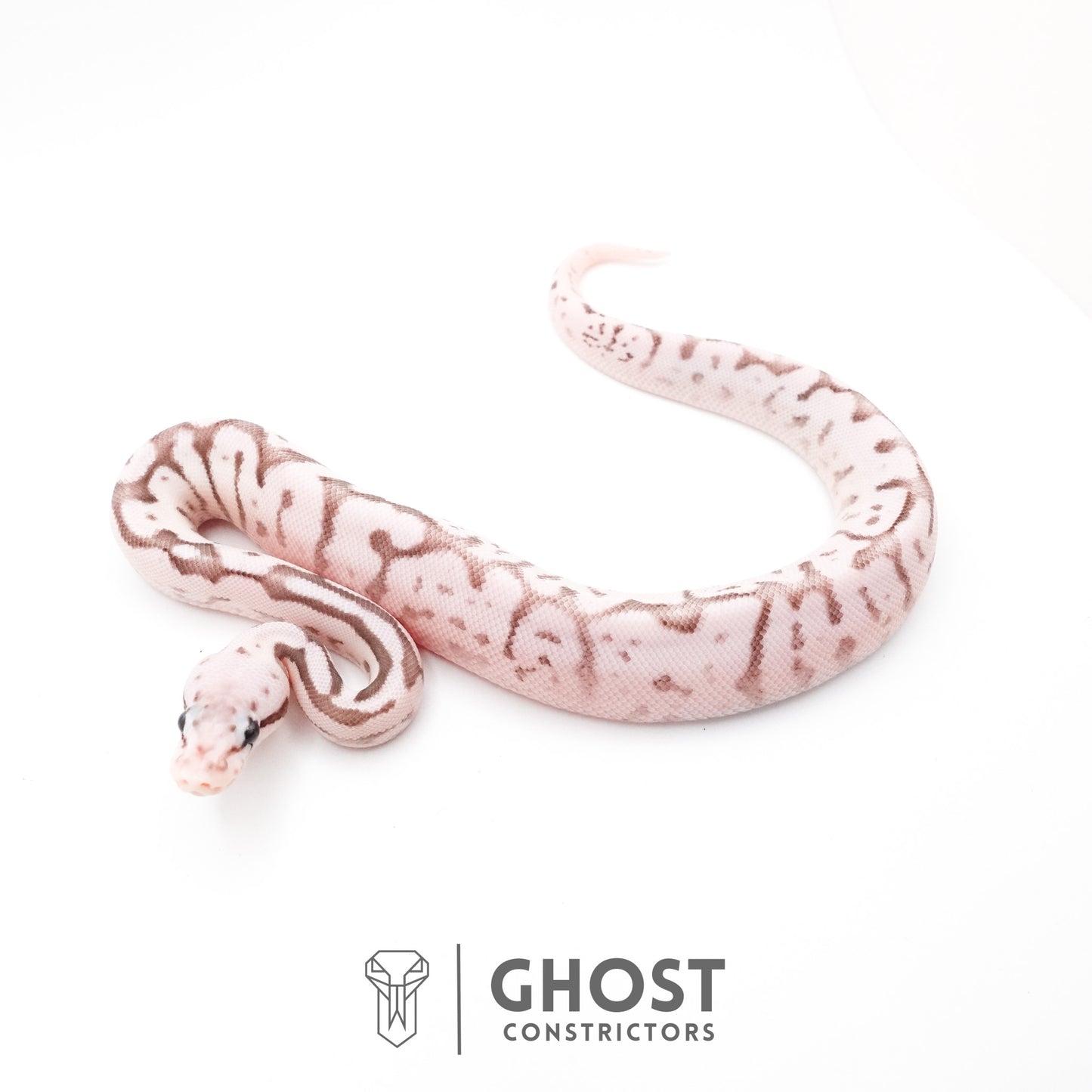 Pastel Fire Spider VPI Axanthic 50% Het Desert Ghost Ball Python