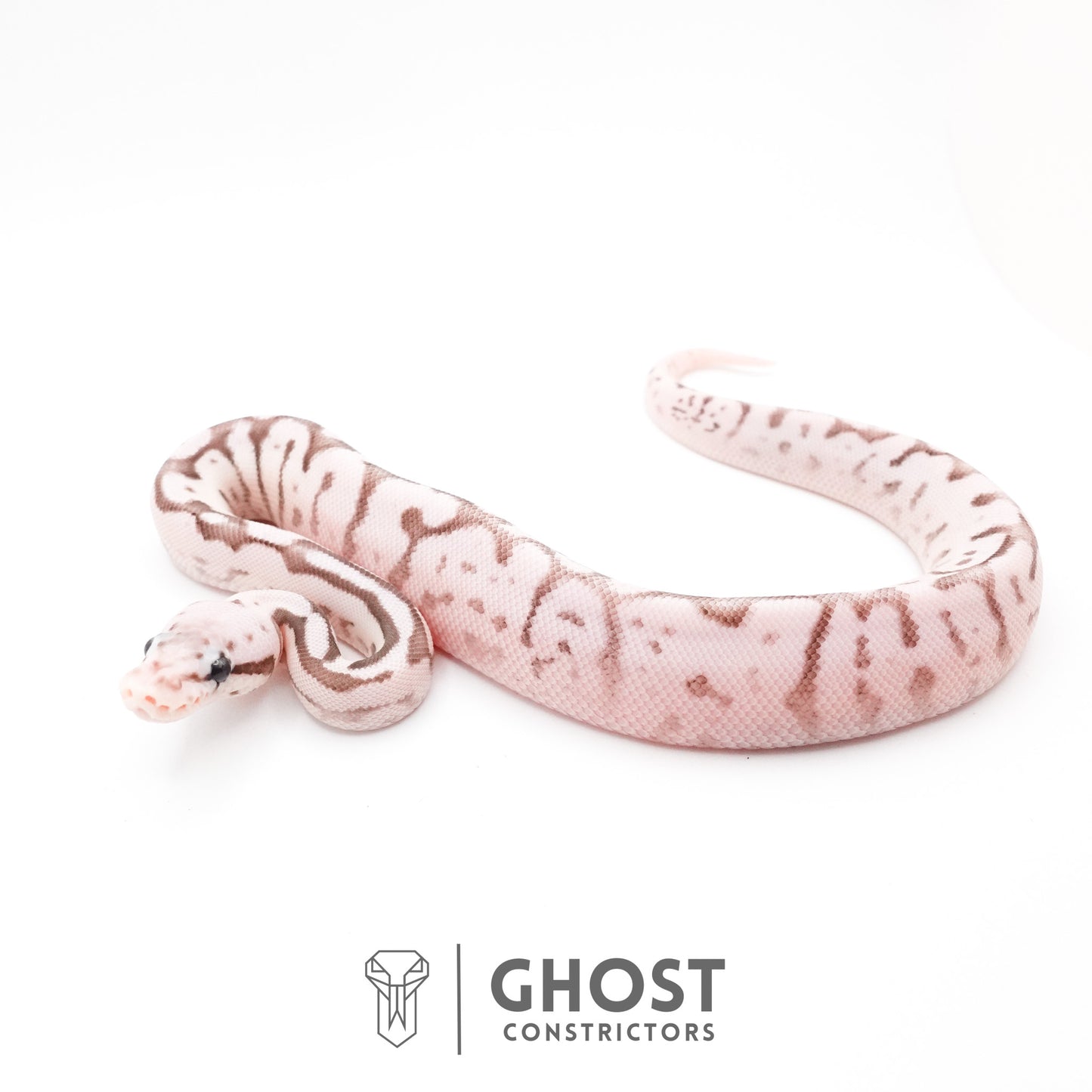 Pastel Fire Spider VPI Axanthic 50% Het Desert Ghost Ball Python