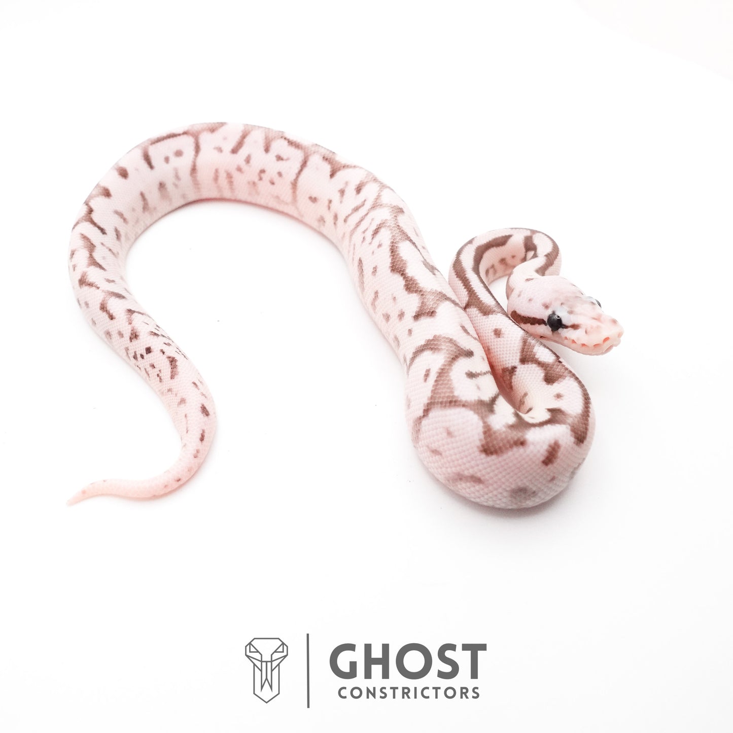 Pastel Fire Spider VPI Axanthic 50% Het Desert Ghost Ball Python