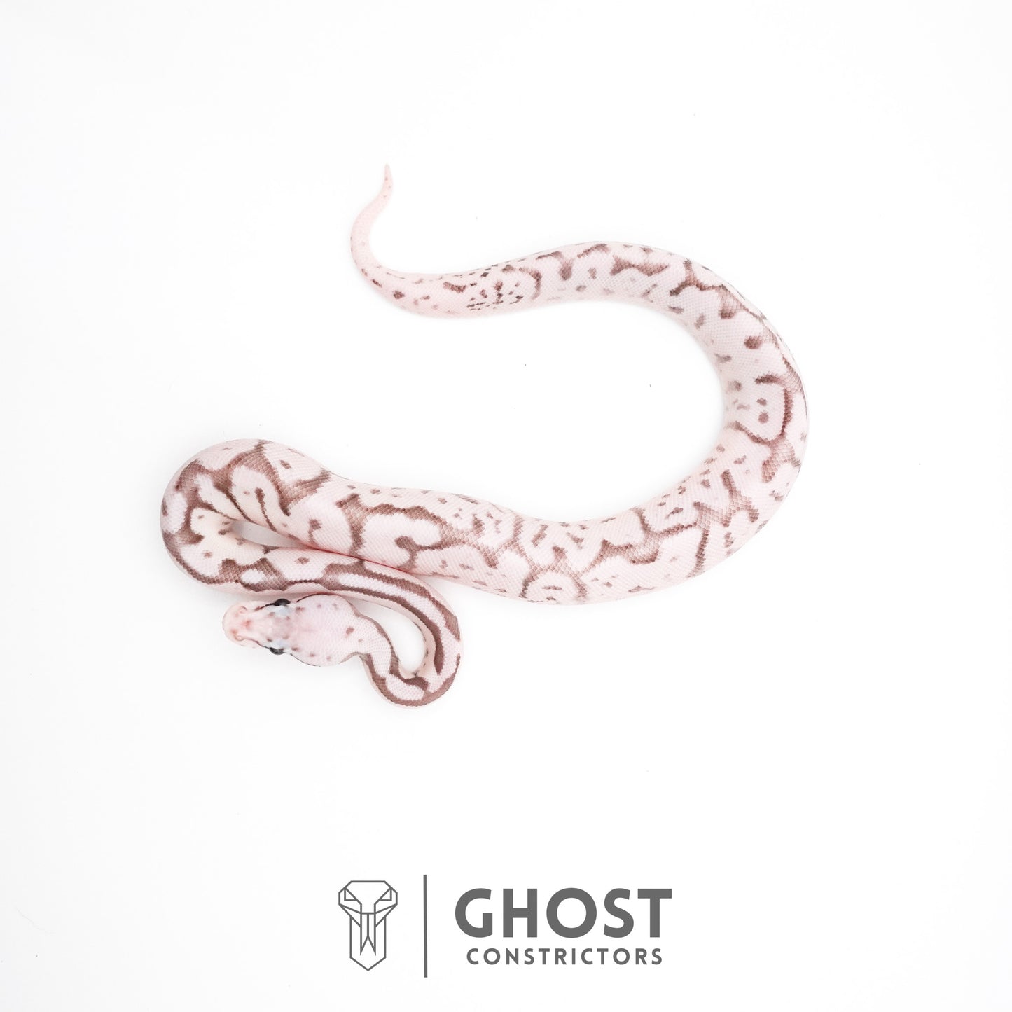 Pastel Fire Spider VPI Axanthic 50% Het Desert Ghost Ball Python