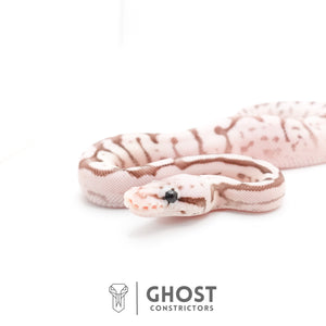 Pastel Fire Spider VPI Axanthic 50% Het Desert Ghost Ball Python