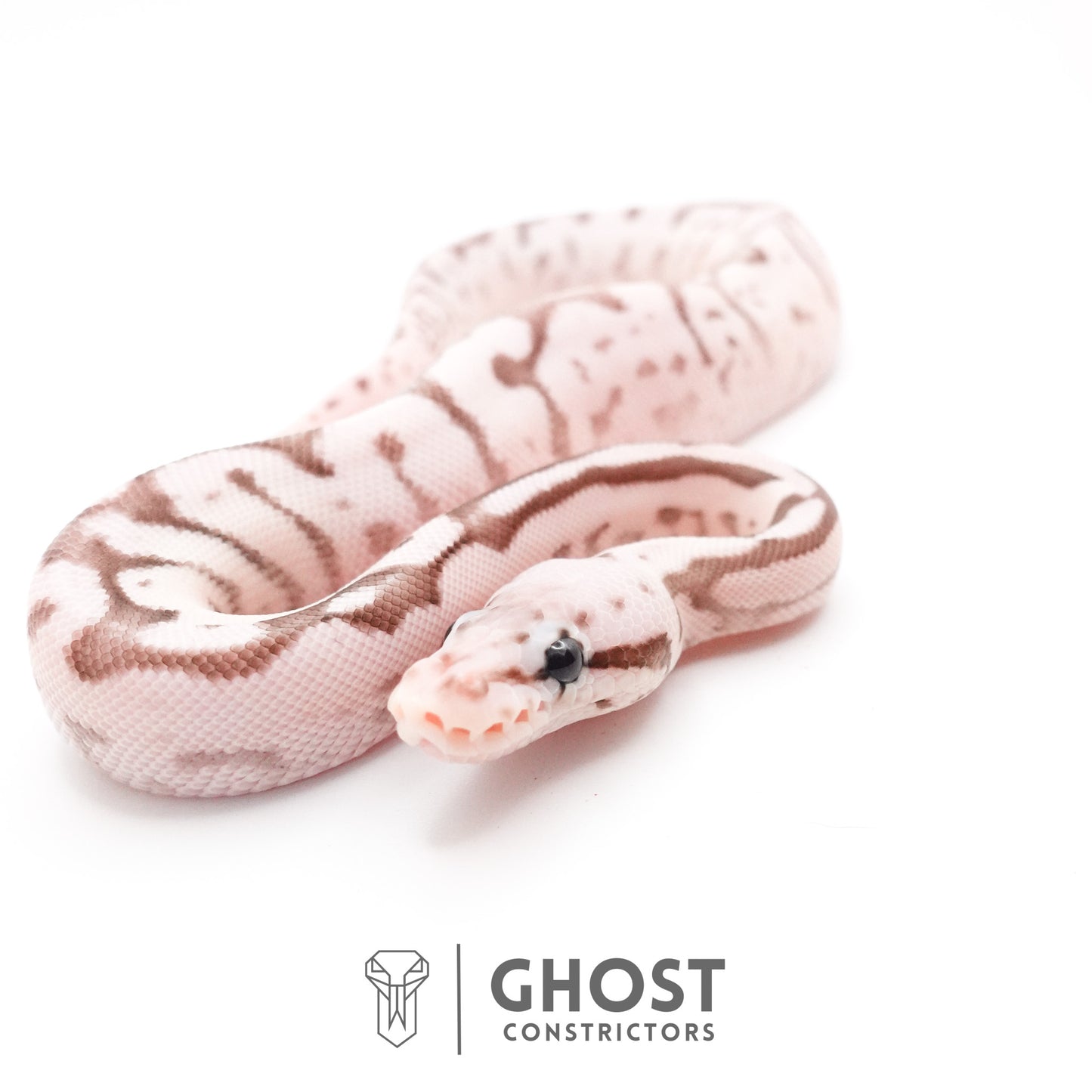 Pastel Fire Spider VPI Axanthic 50% Het Desert Ghost Ball Python
