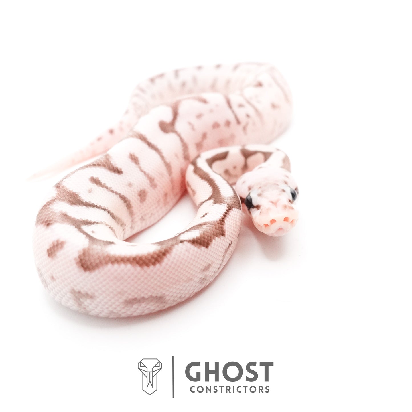 Pastel Fire Spider VPI Axanthic 50% Het Desert Ghost Ball Python