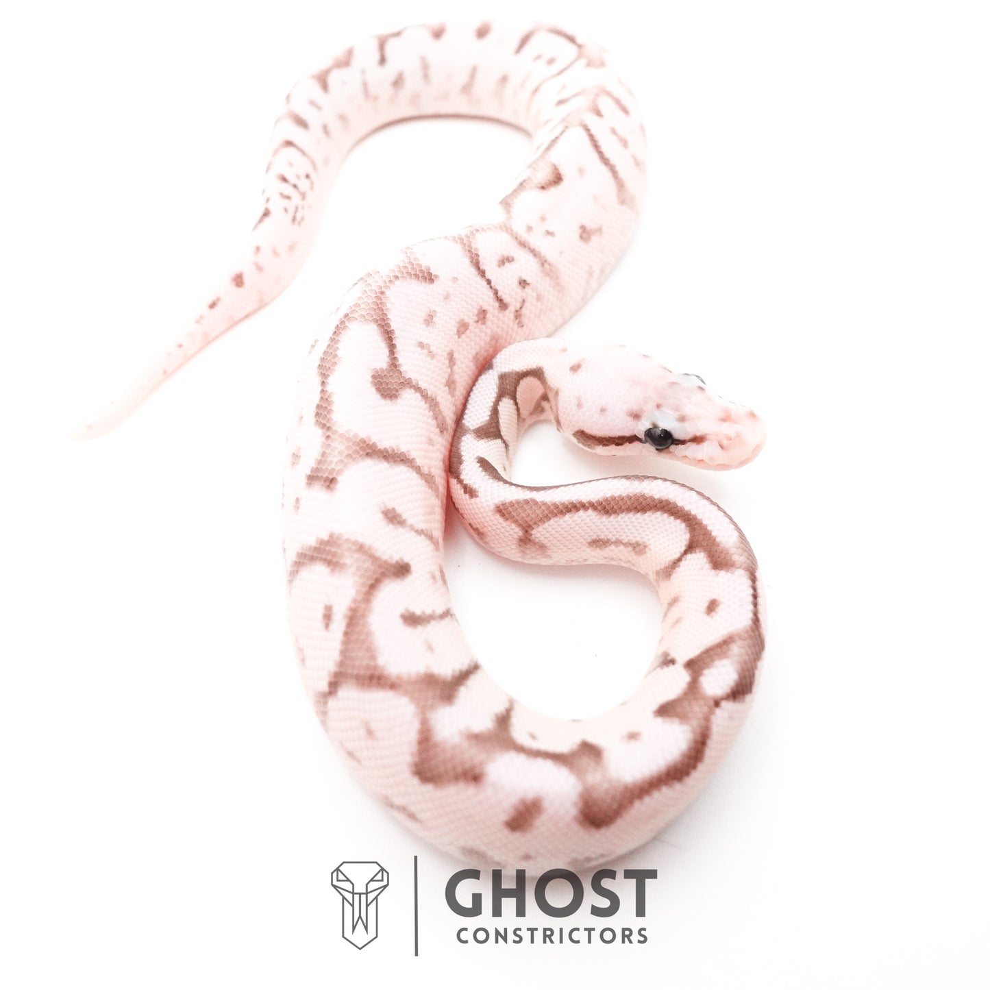 Pastel Fire Spider VPI Axanthic 50% Het Desert Ghost Ball Python
