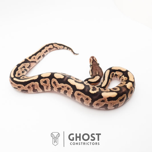 Pastel Het VPI Axanthic 50% Het Desert Ghost Ball Python