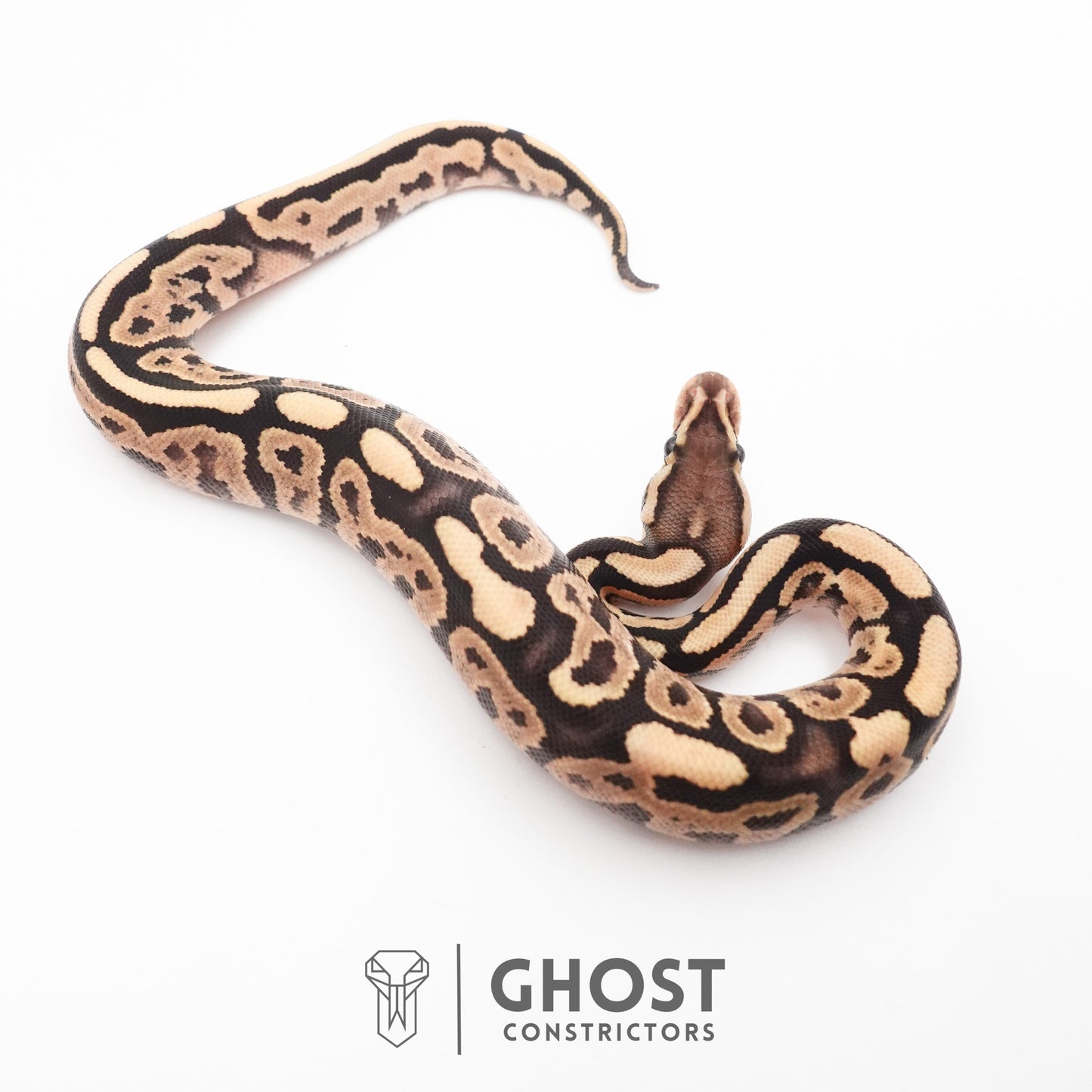 Pastel Het VPI Axanthic 50% Het Desert Ghost Ball Python