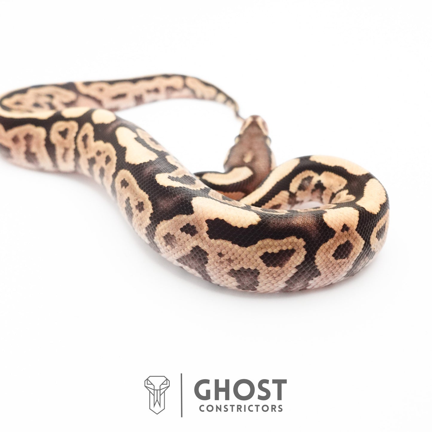 Pastel Het VPI Axanthic 50% Het Desert Ghost Ball Python