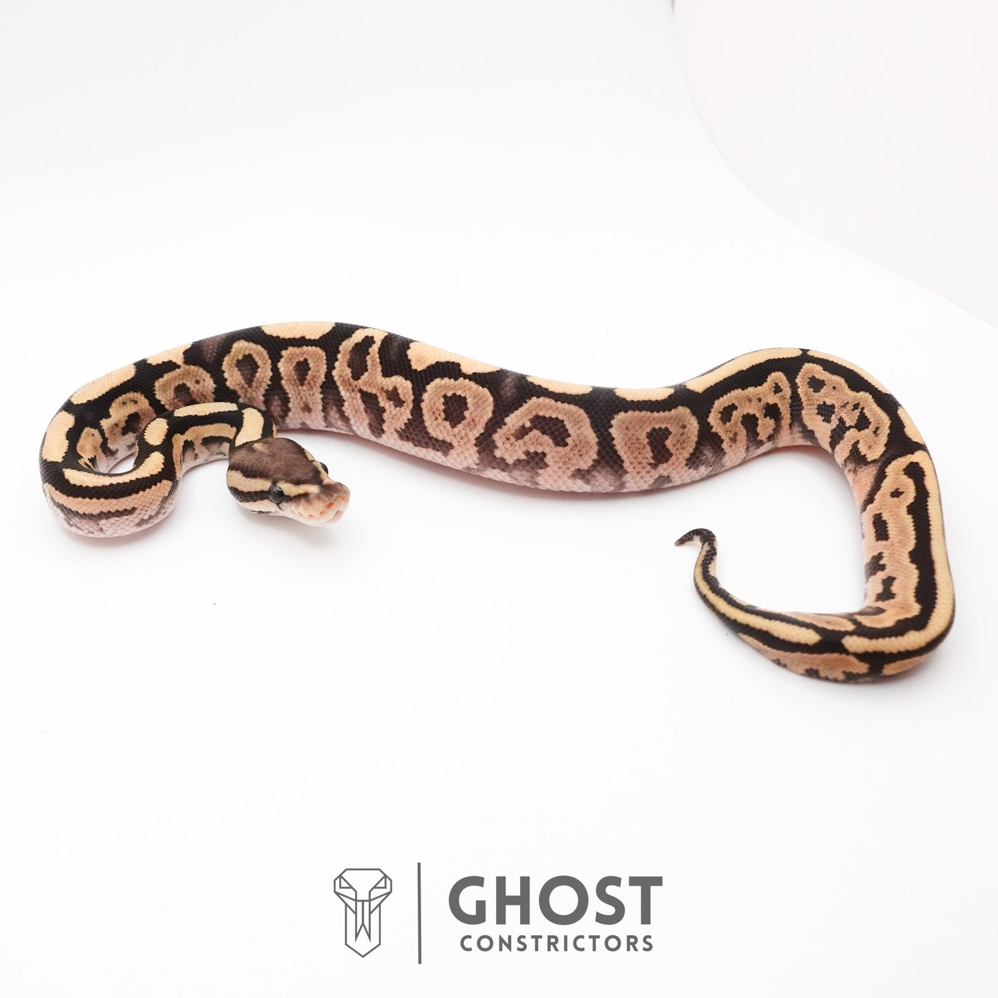 Pastel Het VPI Axanthic 50% Het Desert Ghost Ball Python