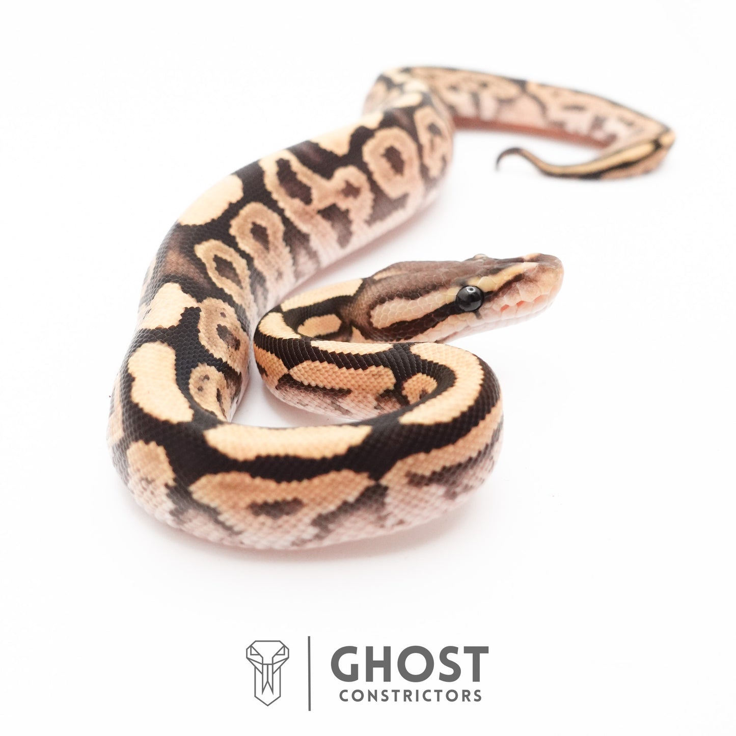 Pastel Het VPI Axanthic 50% Het Desert Ghost Ball Python