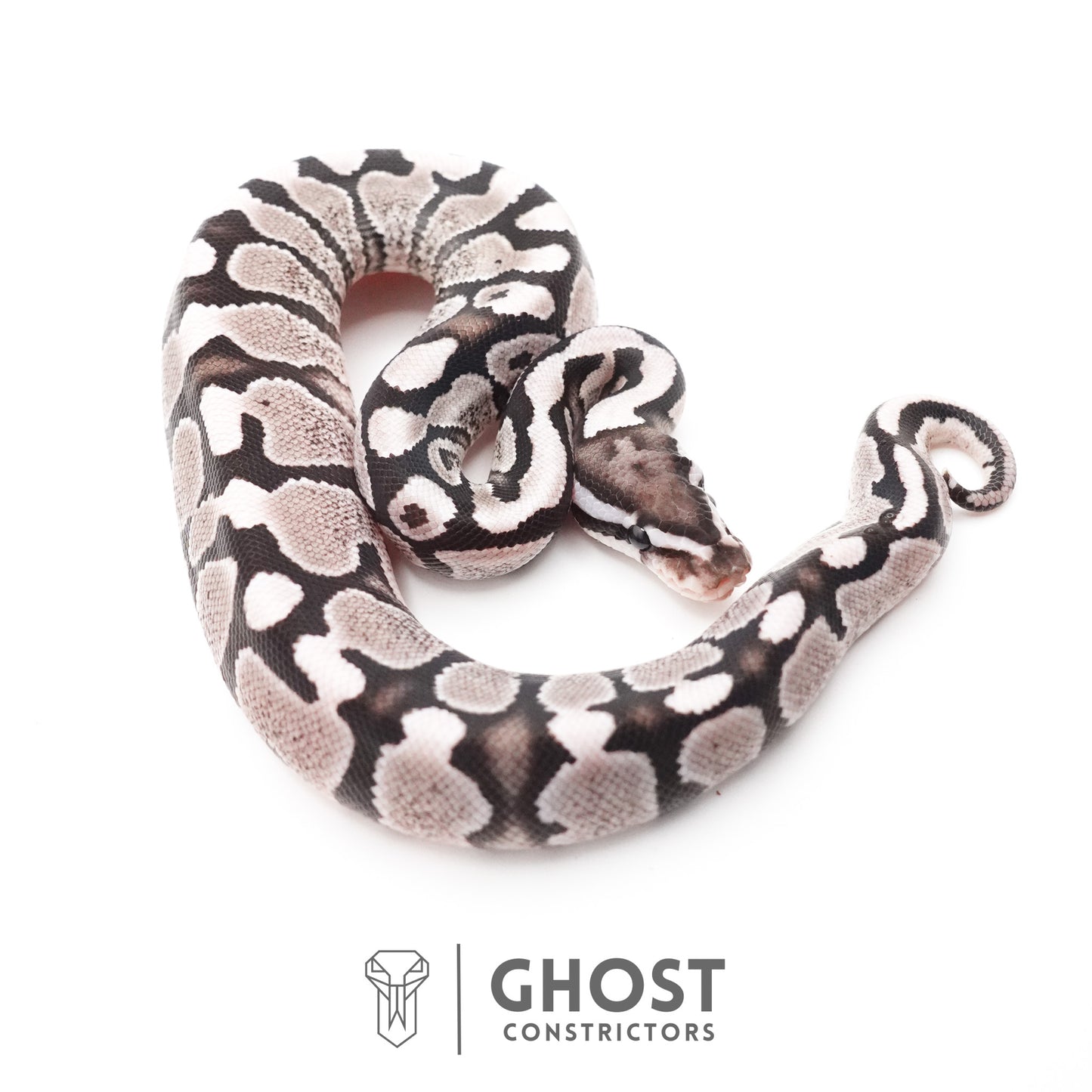 Fire VPI Axanthic 50% Het Desert Ghost Ball Python