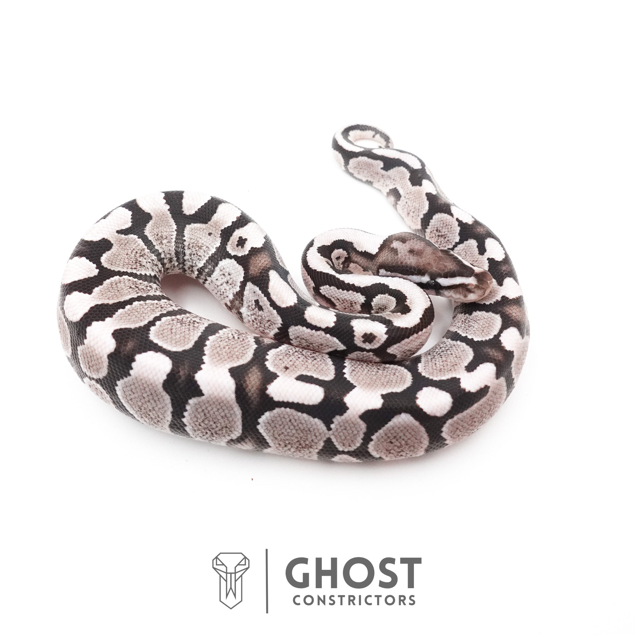 VPI Axanthic Ball Pythons for Sale | Rare Silver & Black Morphs – Ghost ...