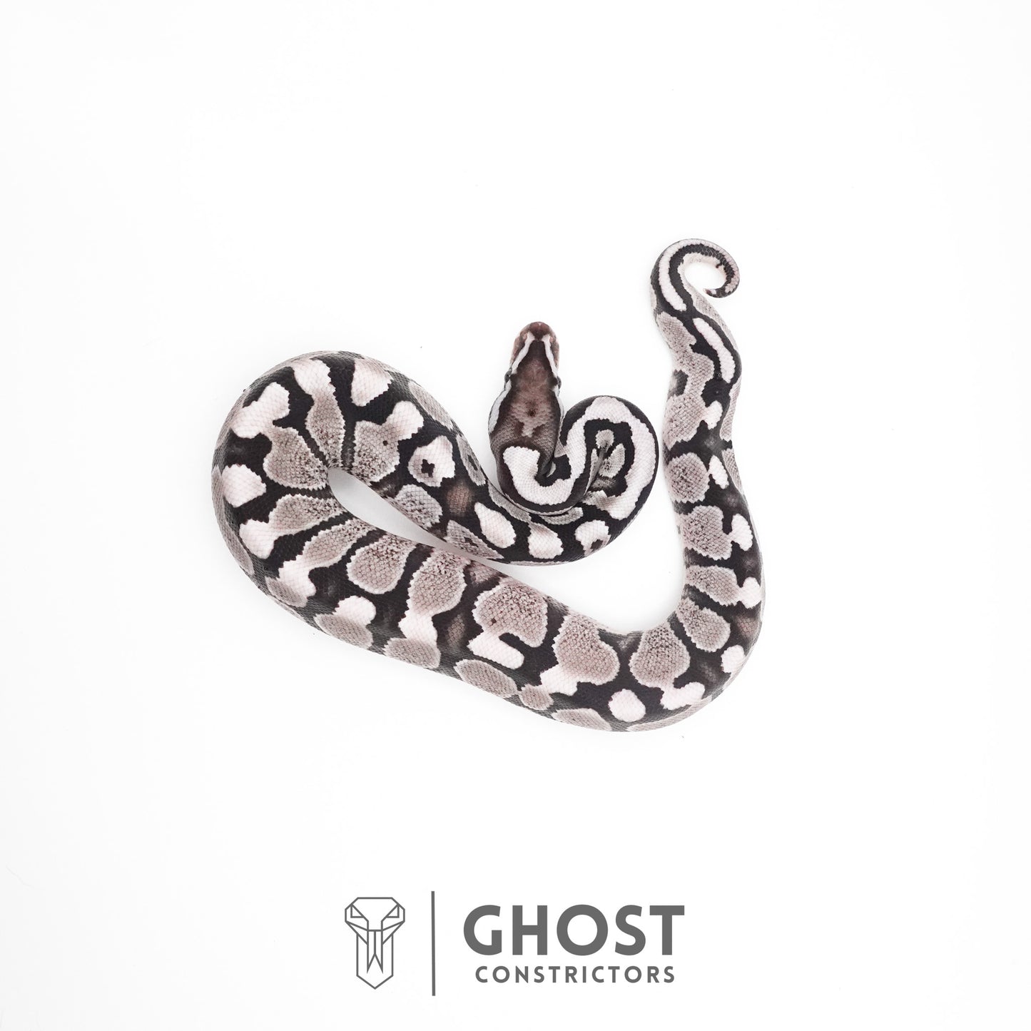 Fire VPI Axanthic 50% Het Desert Ghost Ball Python