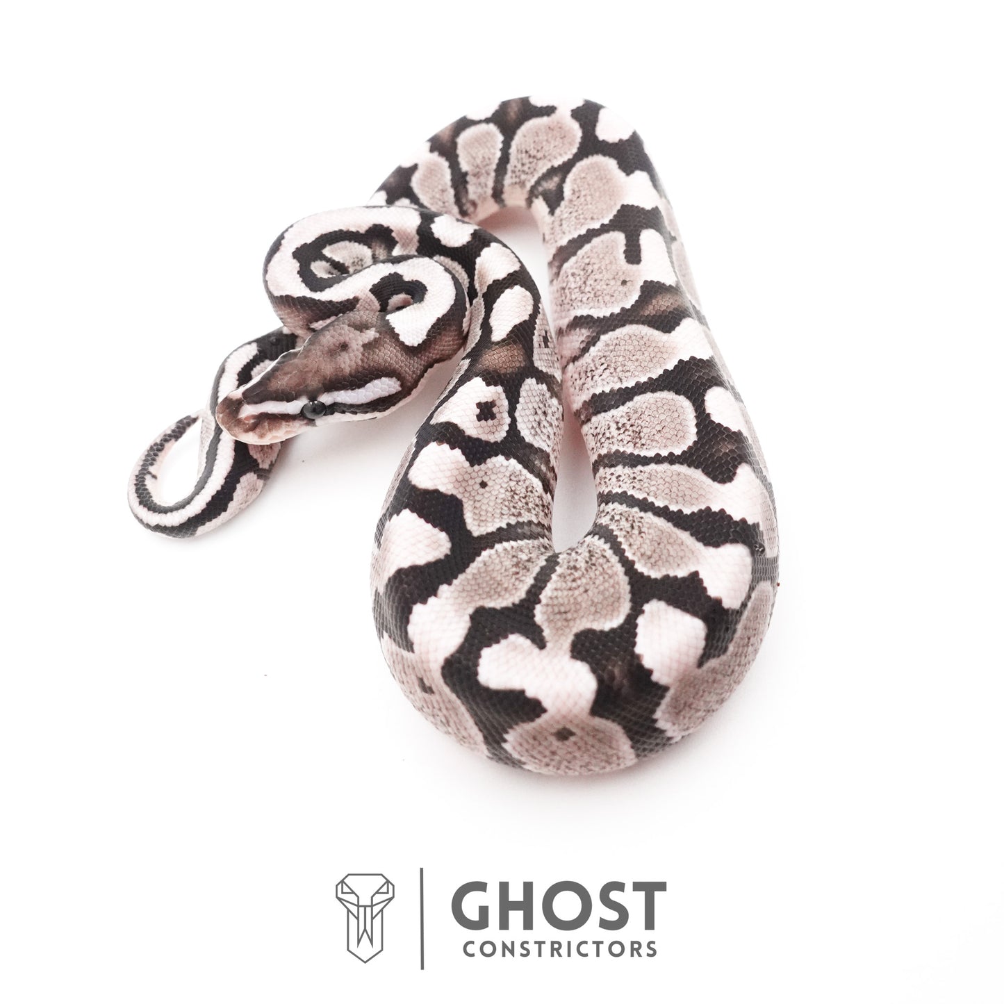 Fire VPI Axanthic 50% Het Desert Ghost Ball Python