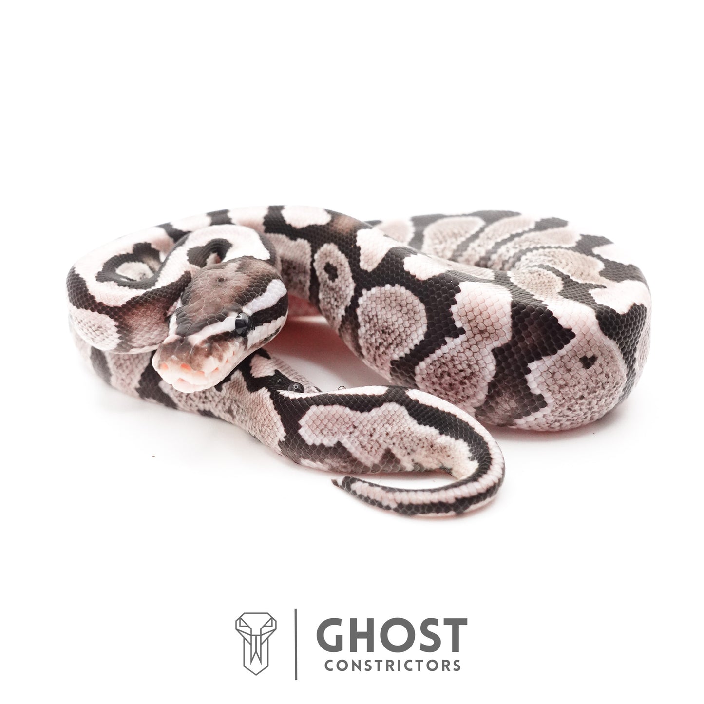 Fire VPI Axanthic 50% Het Desert Ghost Ball Python