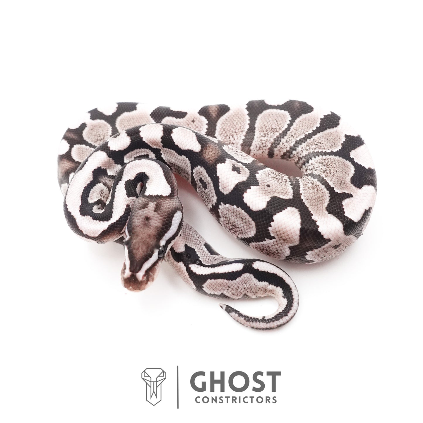 Fire VPI Axanthic 50% Het Desert Ghost Ball Python