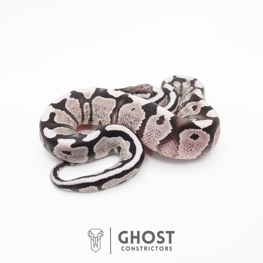 Fire VPI Axanthic 50% Het Desert Ghost Ball Python