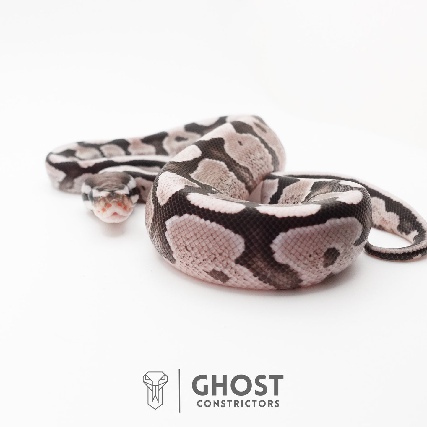 Fire VPI Axanthic 50% Het Desert Ghost Ball Python