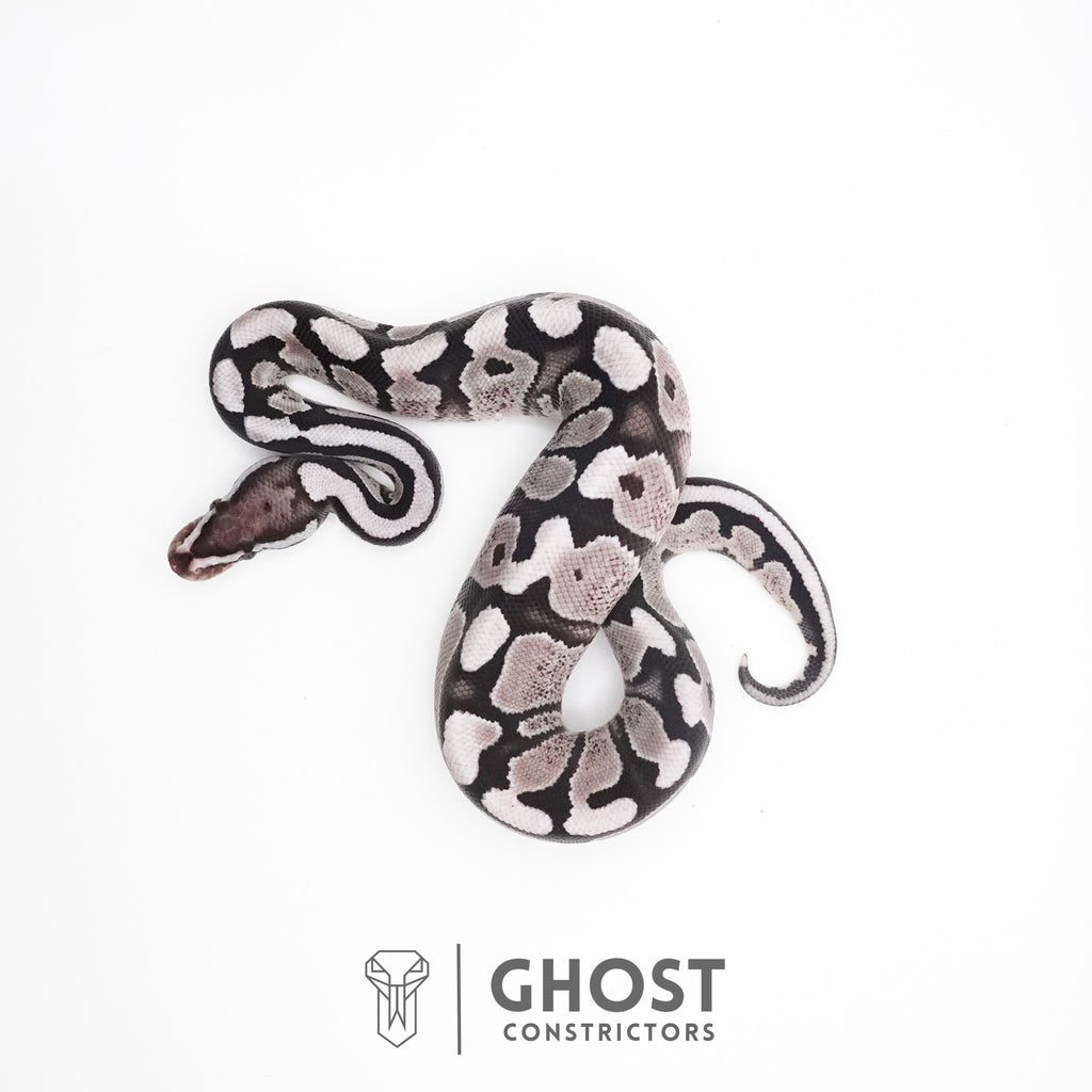 Fire VPI Axanthic 50% Het Desert Ghost Ball Python — Male, 2026 hatch, captive-bred by Ghost Constrictors