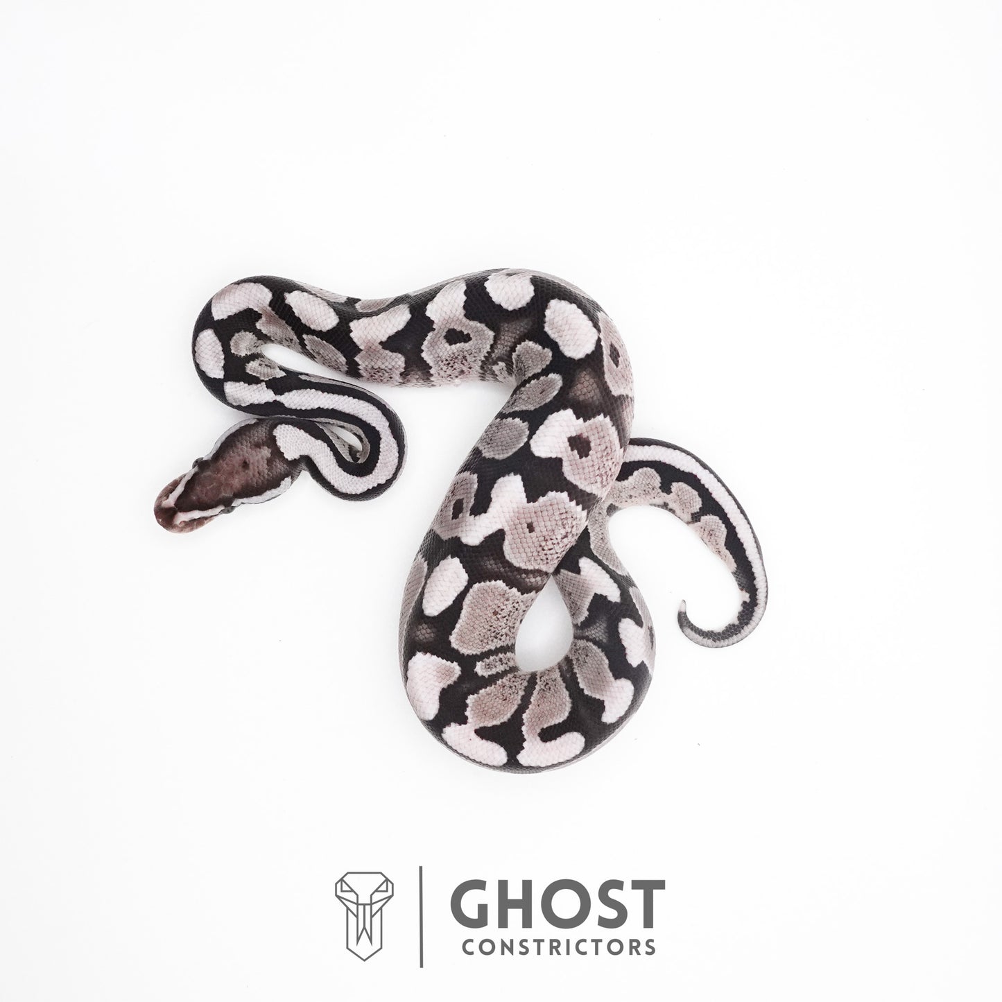 Fire VPI Axanthic 50% Het Desert Ghost Ball Python