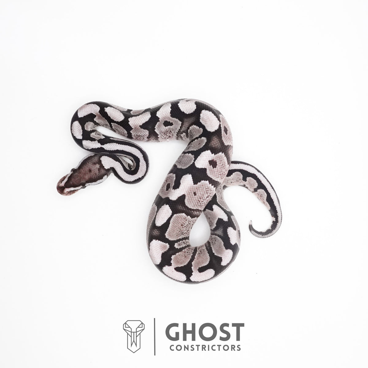 Fire VPI Axanthic 50% Het Desert Ghost Ball Python — Male, 2026 hatch, captive-bred by Ghost Constrictors