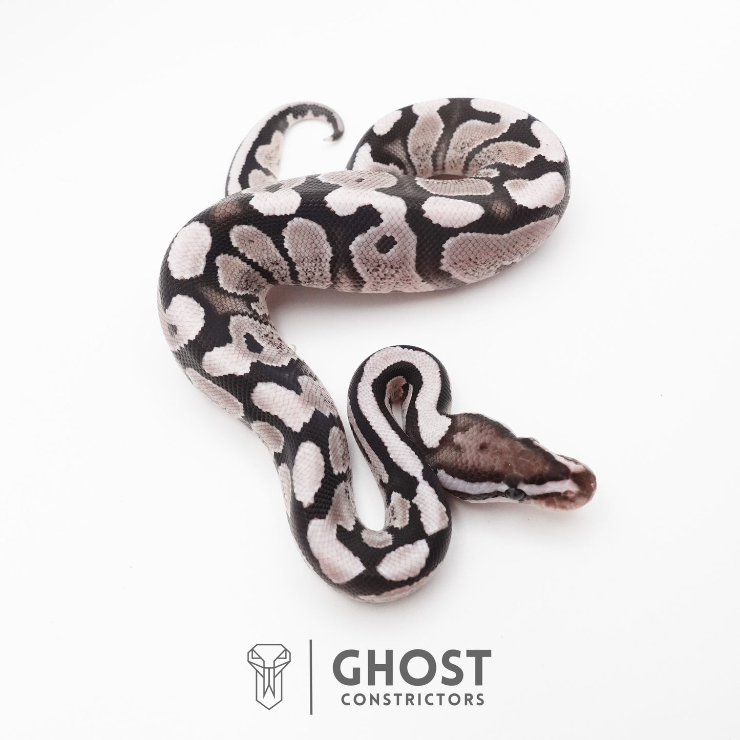 Fire VPI Axanthic 50% Het Desert Ghost Ball Python