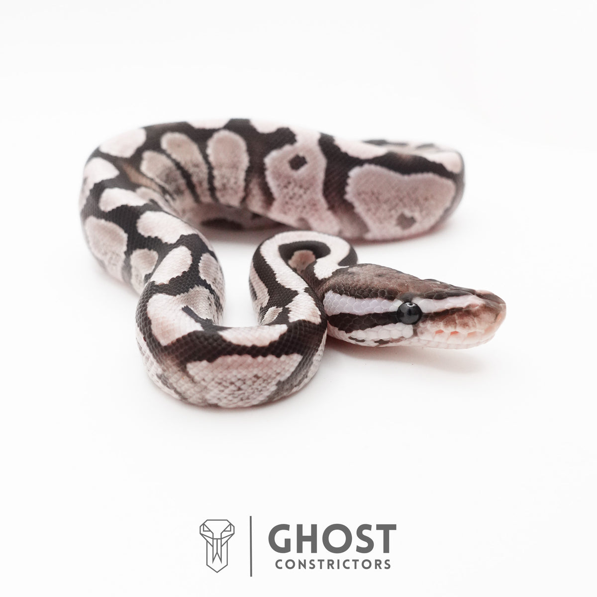 Fire VPI Axanthic 50% Het Desert Ghost Ball Python — Male, 2026 hatch, captive-bred by Ghost Constrictors