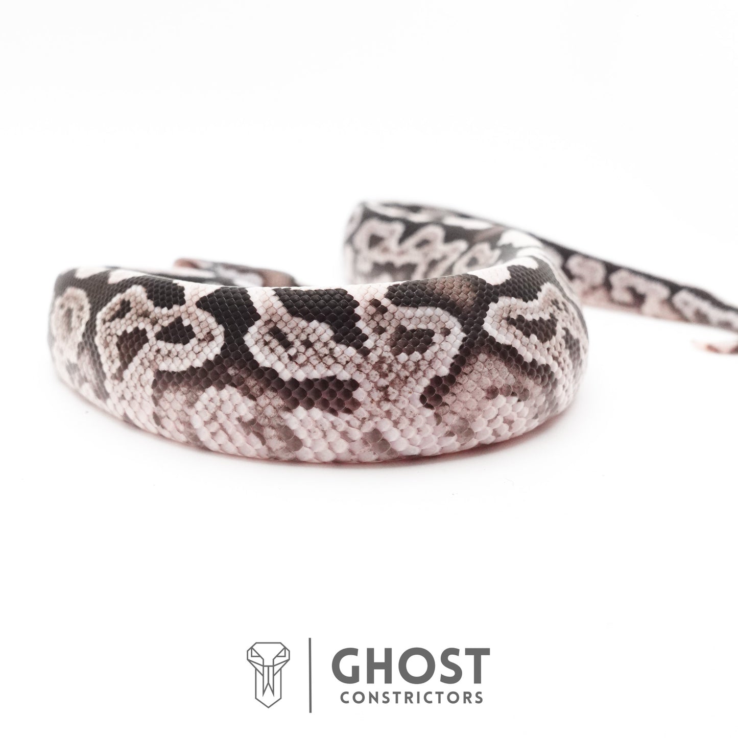 Black Pastel VPI Axanthic 50% Het Desert Ghost Ball Python
