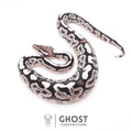 Black Pastel VPI Axanthic 50% Het Desert Ghost Ball Python — Male, 2026 hatch, captive-bred by Ghost Constrictors