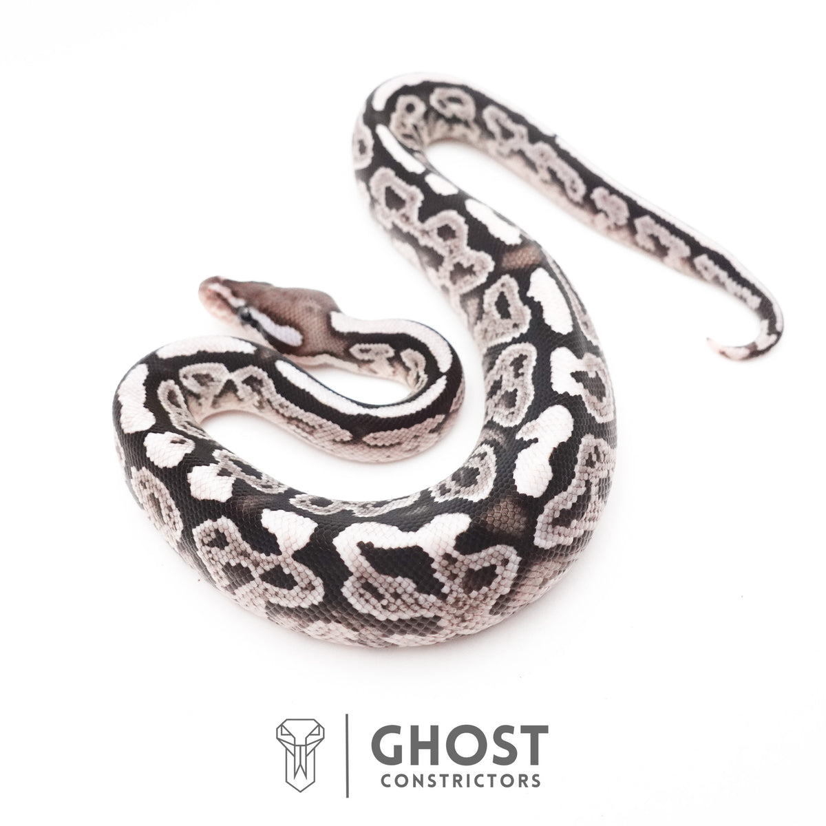Black Pastel VPI Axanthic 50% Het Desert Ghost Ball Python — Male, 2026 hatch, captive-bred by Ghost Constrictors