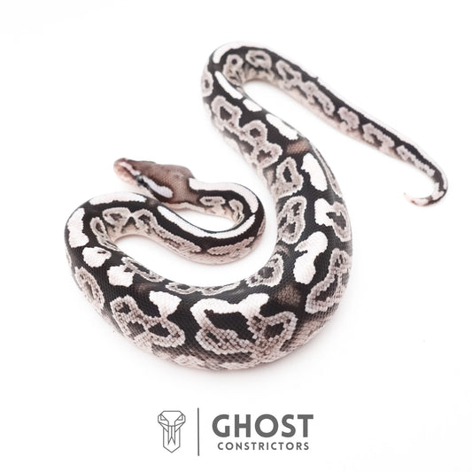 Black Pastel VPI Axanthic 50% Het Desert Ghost Ball Python