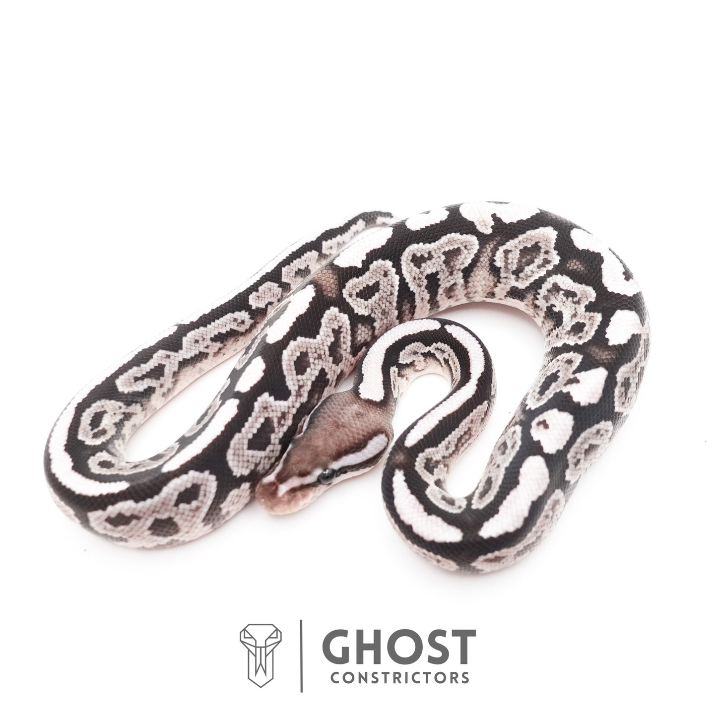 Black Pastel VPI Axanthic 50% Het Desert Ghost Ball Python