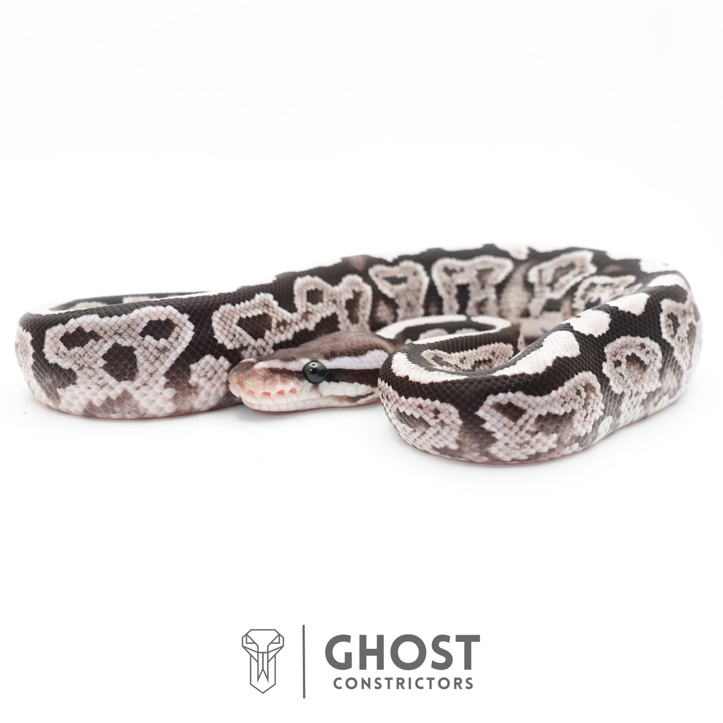 Black Pastel VPI Axanthic 50% Het Desert Ghost Ball Python