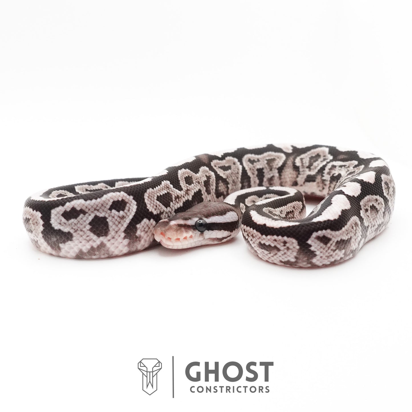 Black Pastel VPI Axanthic 50% Het Desert Ghost Ball Python