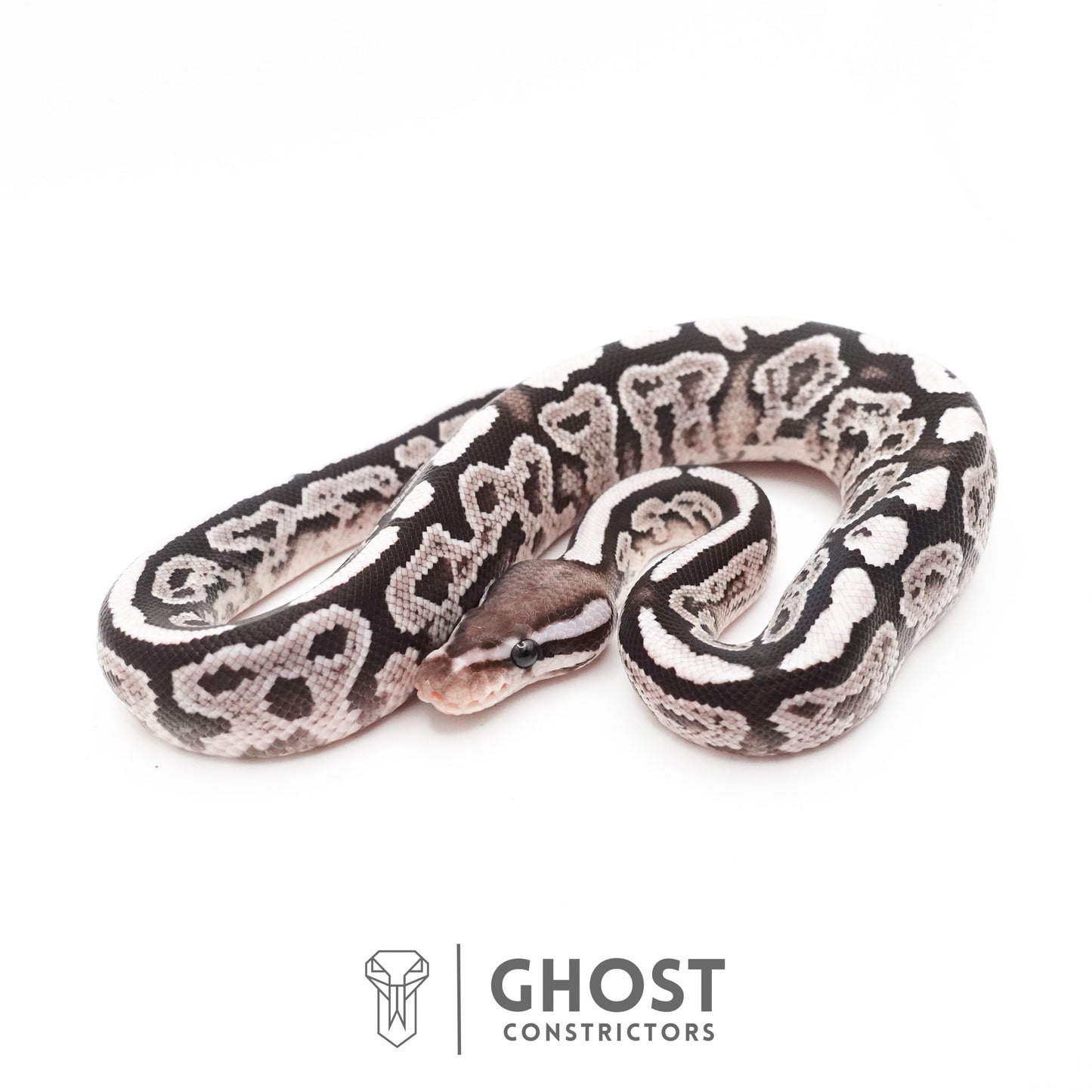 Black Pastel VPI Axanthic 50% Het Desert Ghost Ball Python