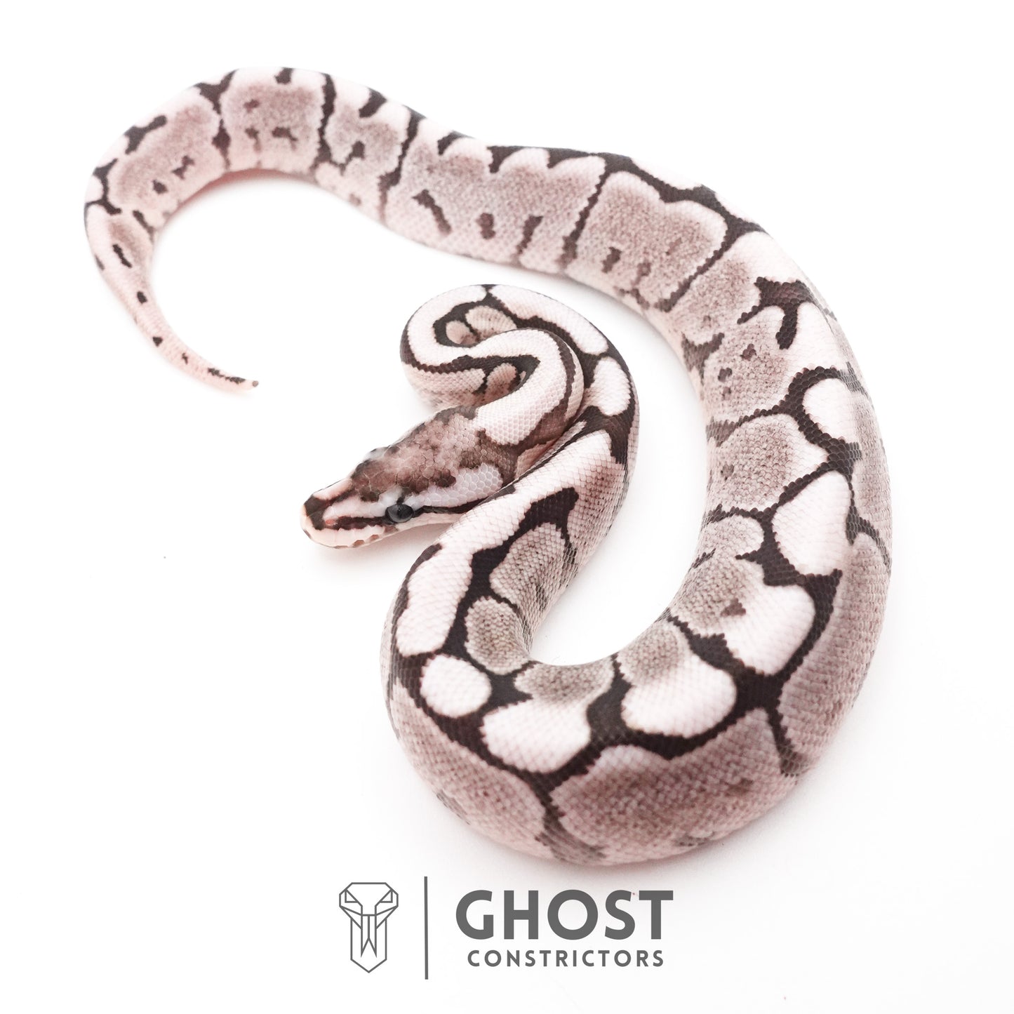 Spider VPI Axanthic 50% Het Desert Ghost Ball Python