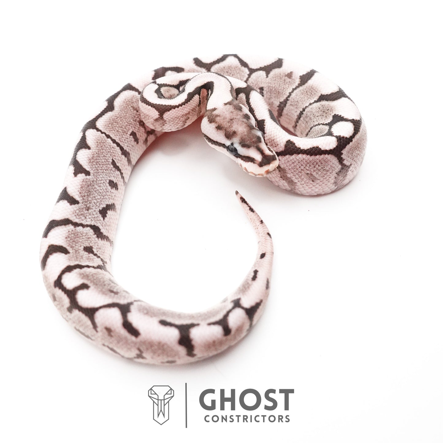 Spider VPI Axanthic 50% Het Desert Ghost Ball Python