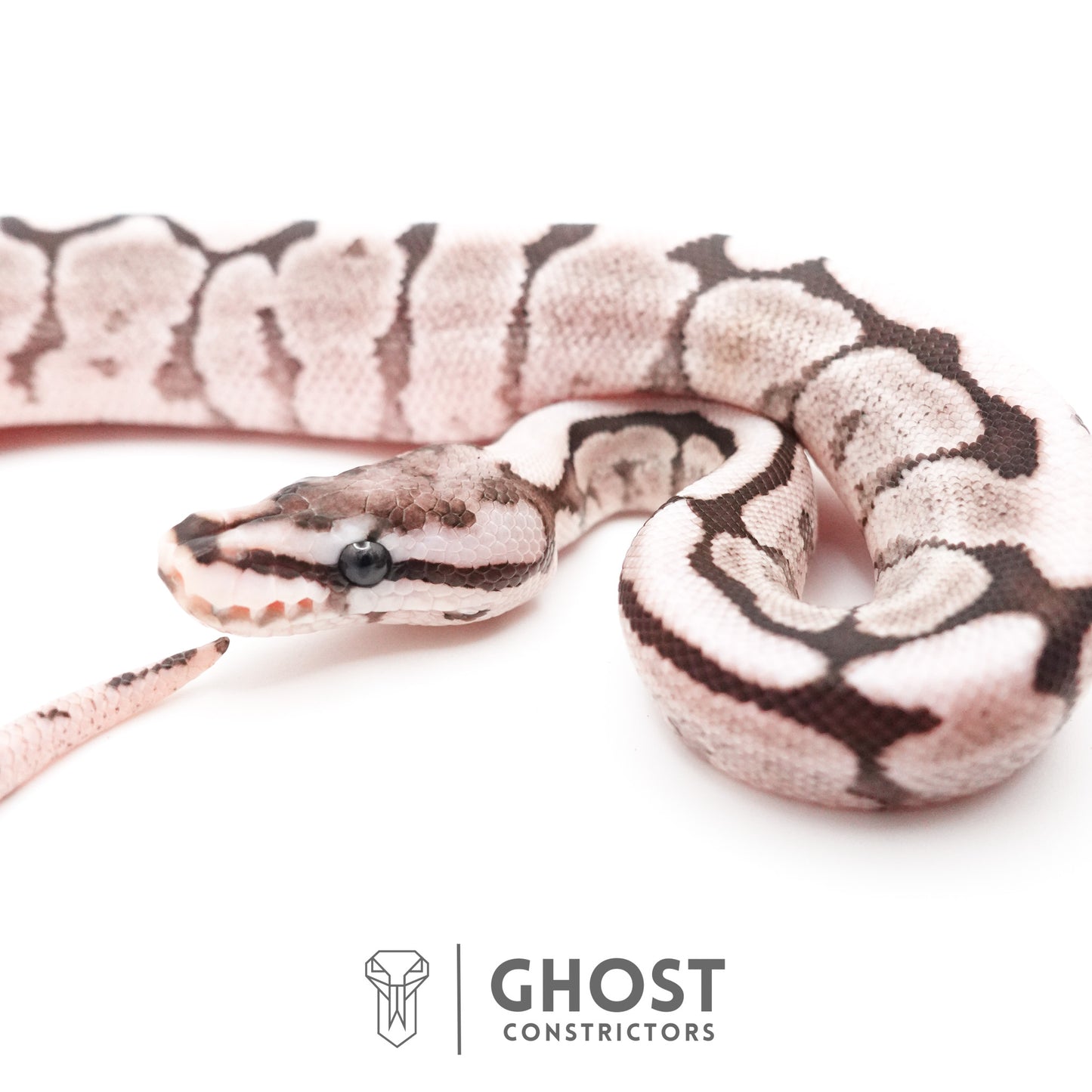 Spider VPI Axanthic 50% Het Desert Ghost Ball Python