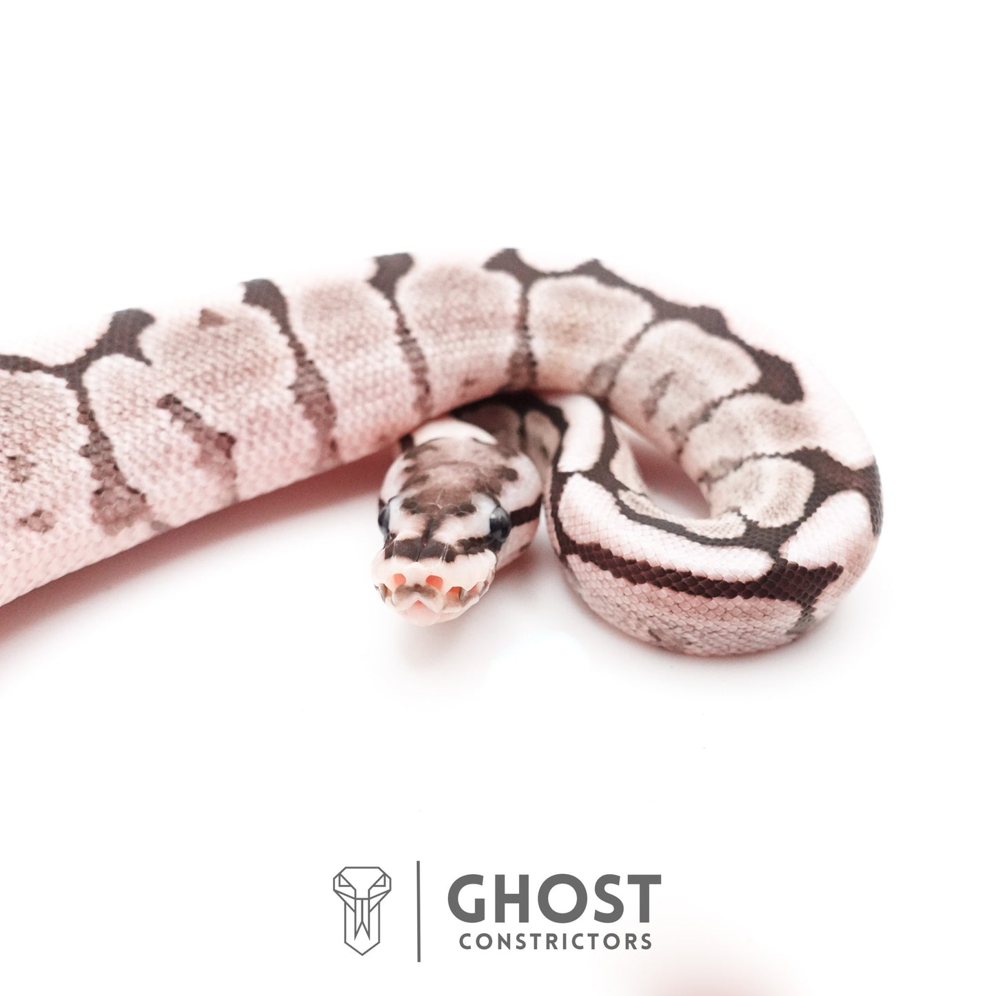 Spider VPI Axanthic 50% Het Desert Ghost Ball Python