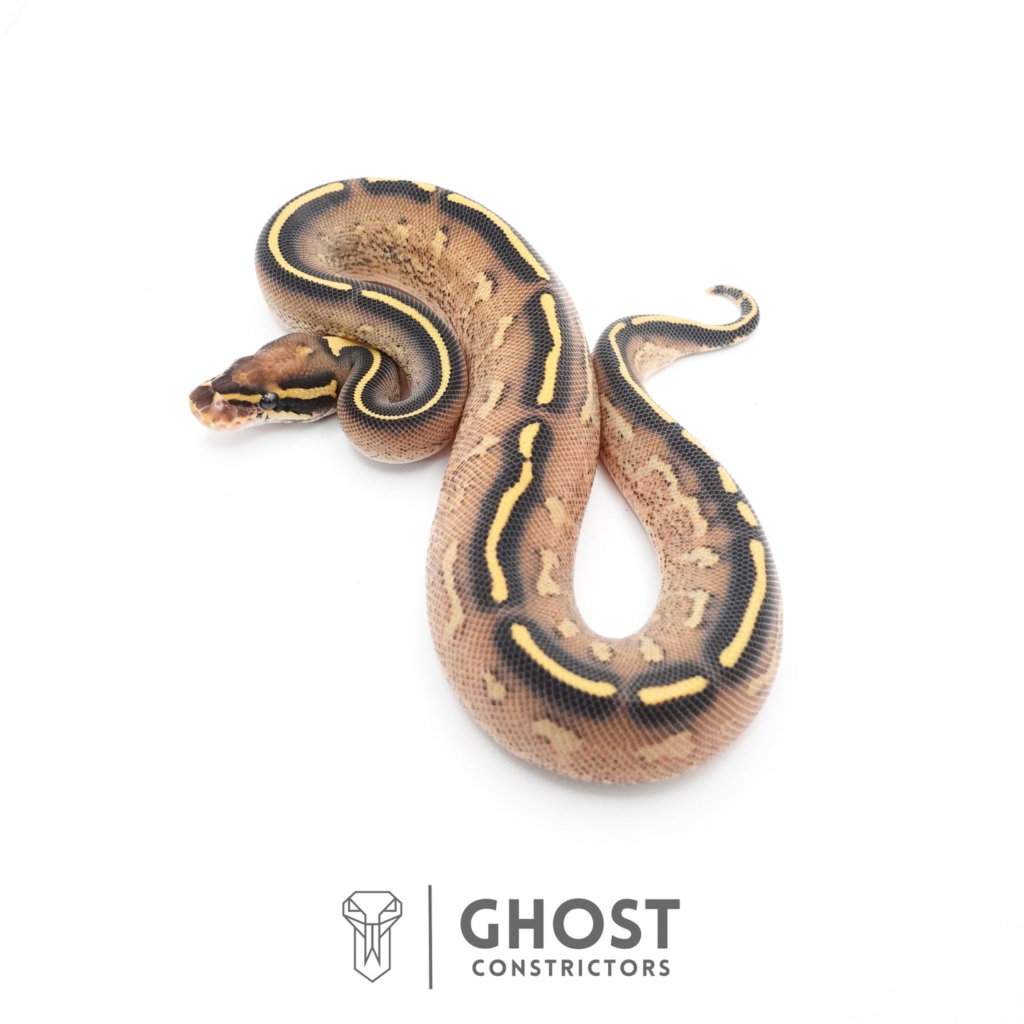 Black Head Yellow Belly Asphalt 66% Het Hypo Ball Python