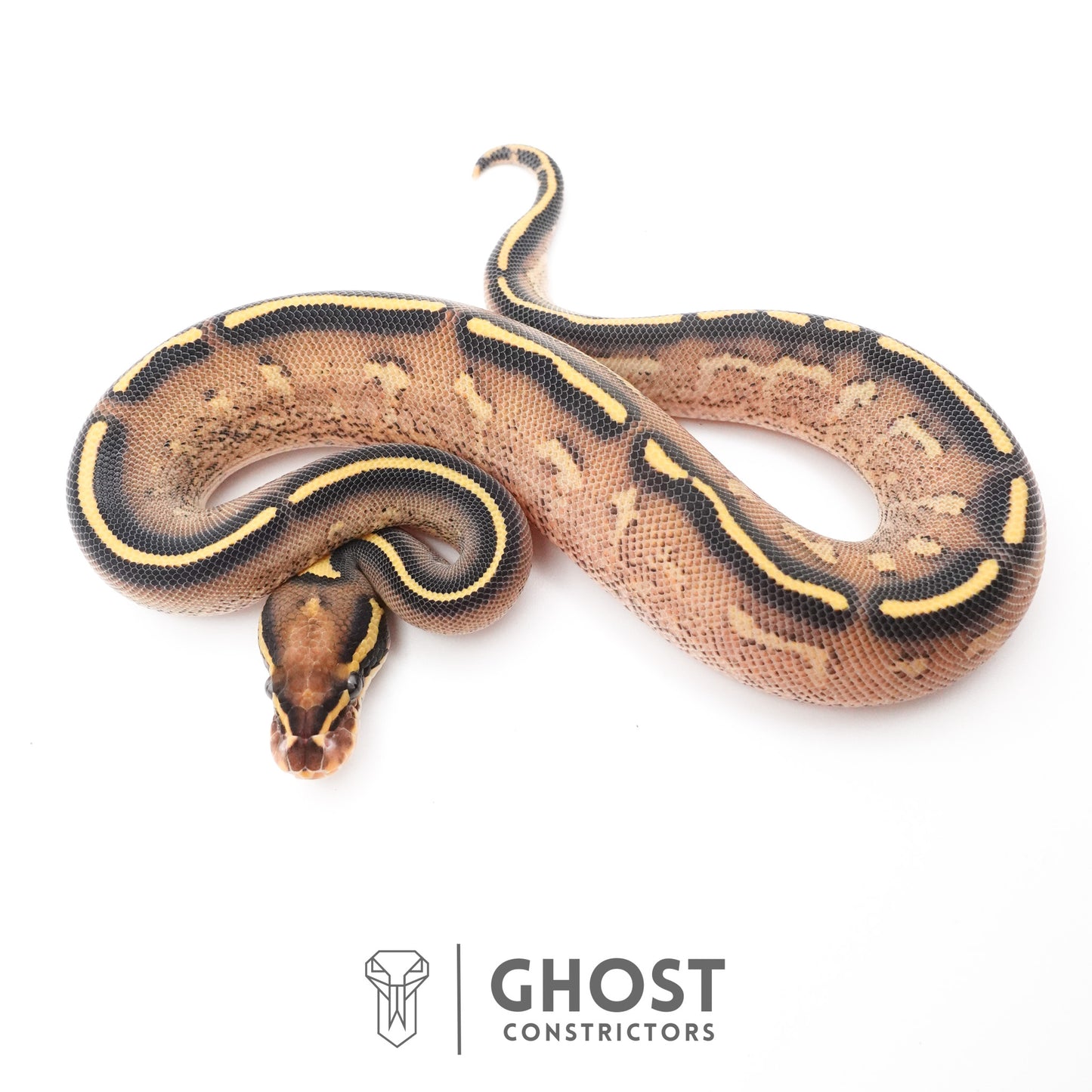 Black Head Yellow Belly Asphalt 66% Het Hypo Ball Python