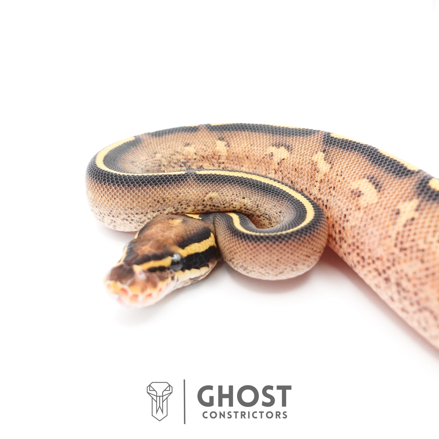 Black Head Yellow Belly Asphalt 66% Het Hypo Ball Python