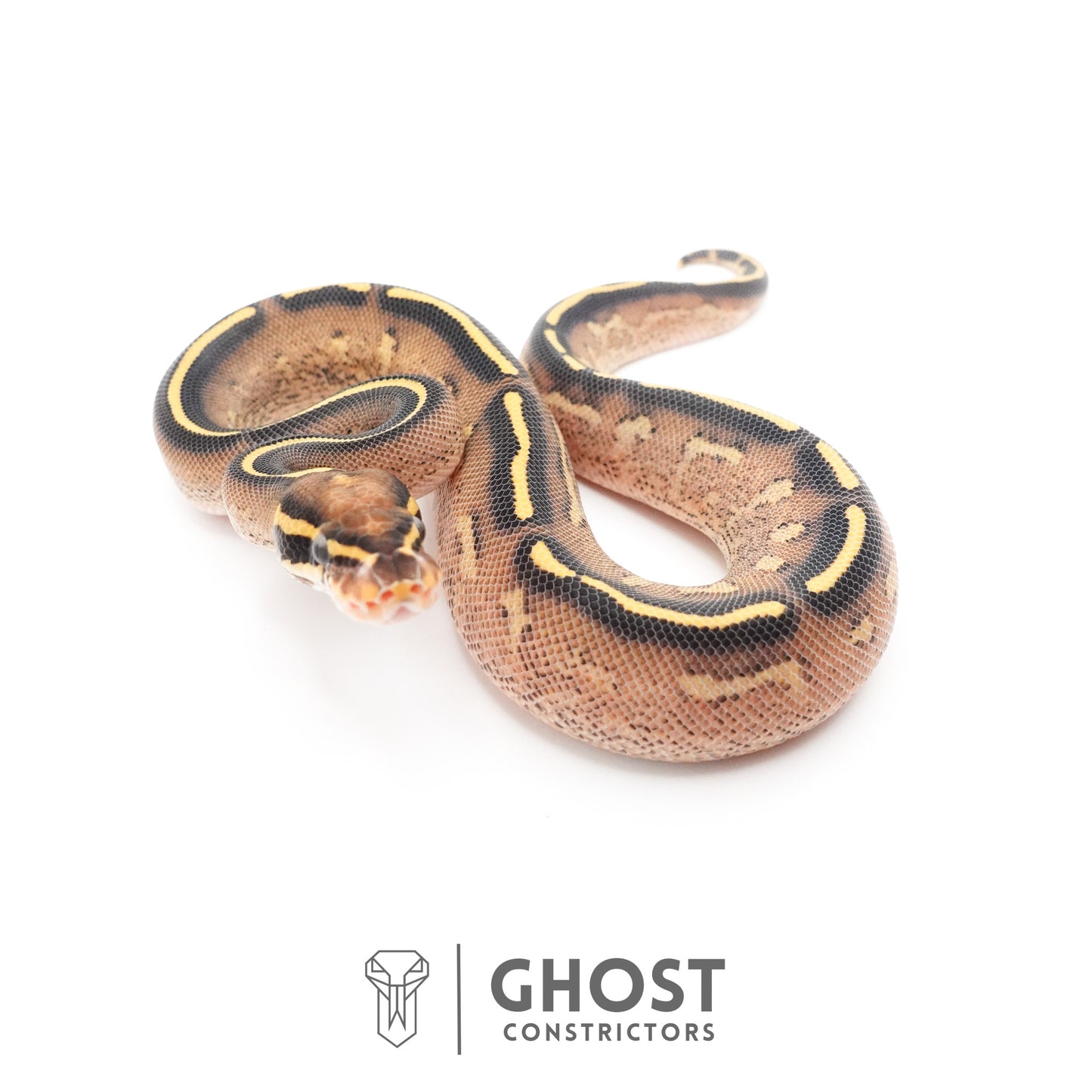 Black Head Yellow Belly Asphalt 66% Het Hypo Ball Python