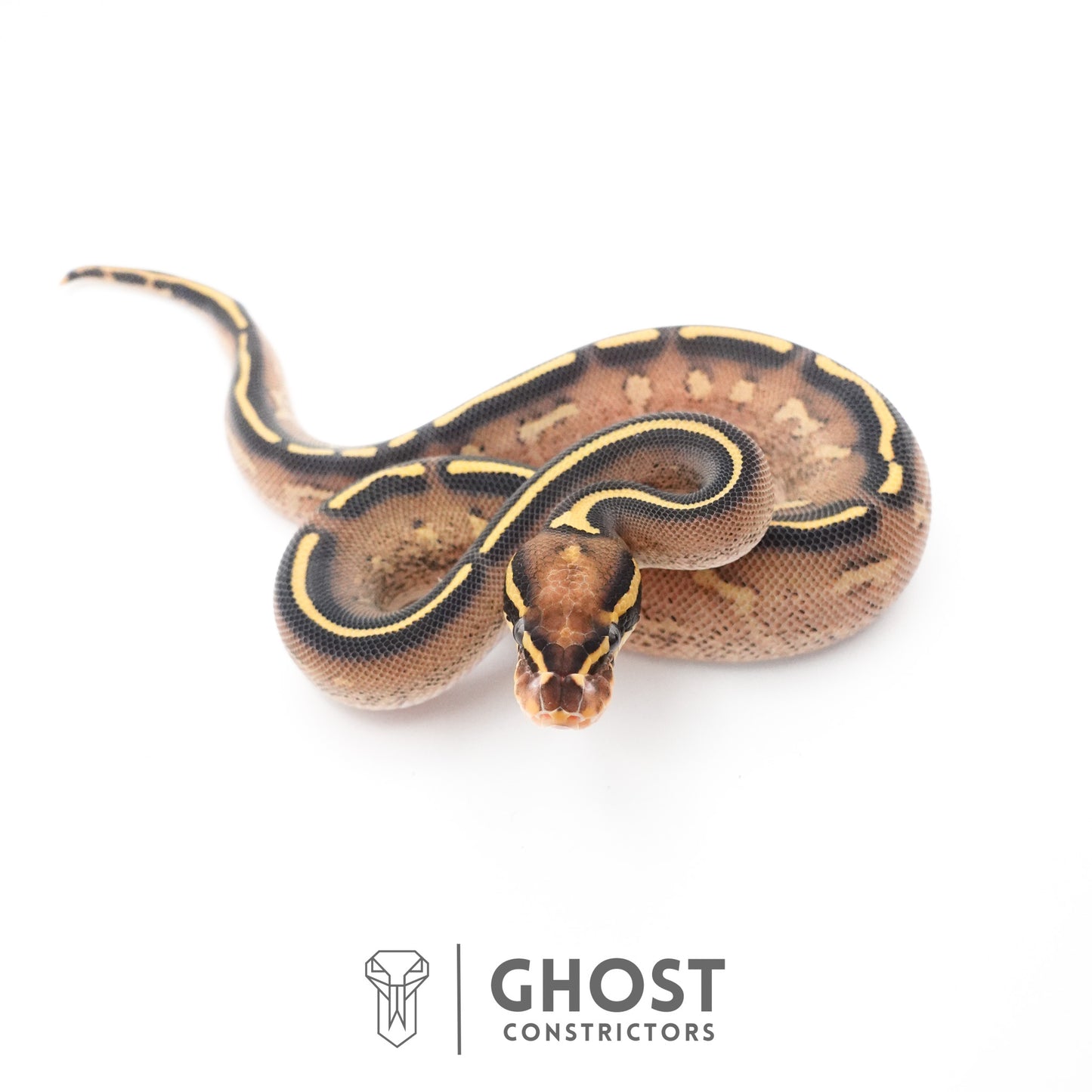 Black Head Yellow Belly Asphalt 66% Het Hypo Ball Python