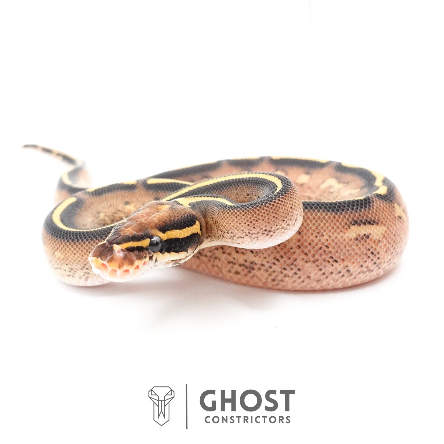 Black Head Yellow Belly Asphalt 66% Het Hypo Ball Python