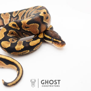 Enchi Yellow Belly 66% Het Hypo Ball Python