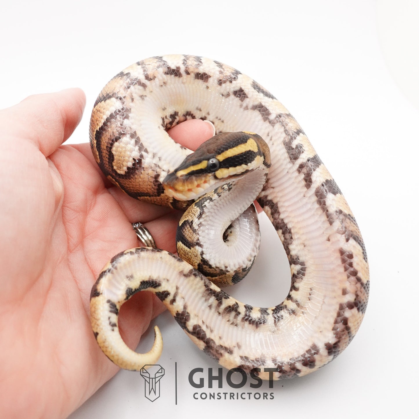 Enchi Yellow Belly 66% Het Hypo Ball Python
